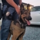 K-9 Pup